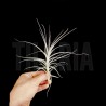 Tillandsia purpurea nº 12