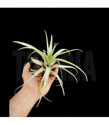 Tillandsia secunda v. vivipara