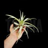 Tillandsia secunda v. vivipara