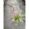 Tillandsia secunda v. vivipara