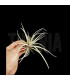 Tillandsia secunda S