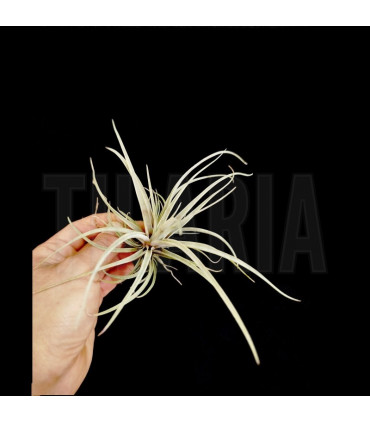 Tillandsia secunda S