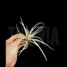 Tillandsia secunda S