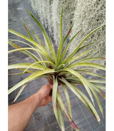 Tillandsia secunda S