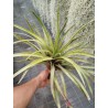 Tillandsia secunda S