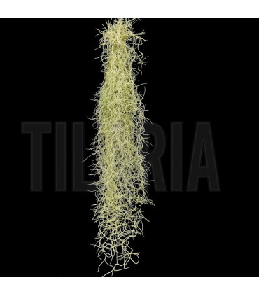 Tillandsia usneoides (green form)