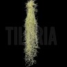 Tillandsia usneoides (green form)