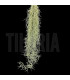 Tillandsia usneoides