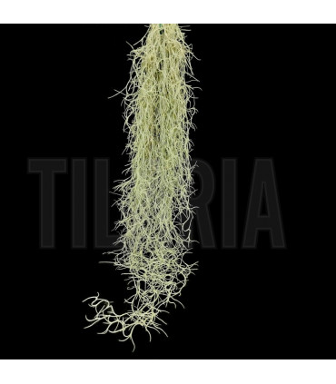 Tillandsia usneoides