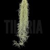 Tillandsia usneoides