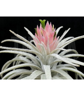 Tillandsia mauryana S
