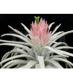 Tillandsia mauryana S