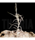 Tillandsia andicola