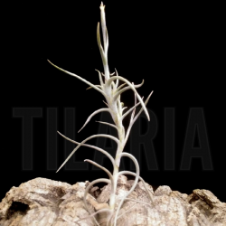 Tillandsia andicola