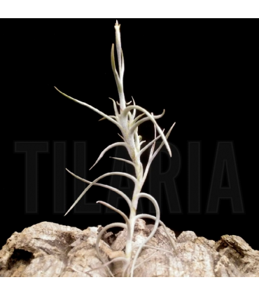 Tillandsia andicola