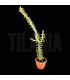 Alluaudia procera M