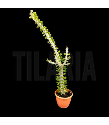 Alluaudia procera M