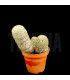 Mammillaria perbella