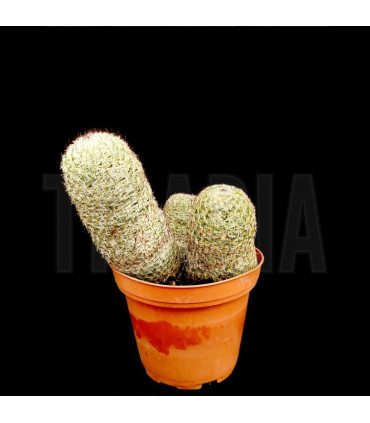 Mammillaria perbella