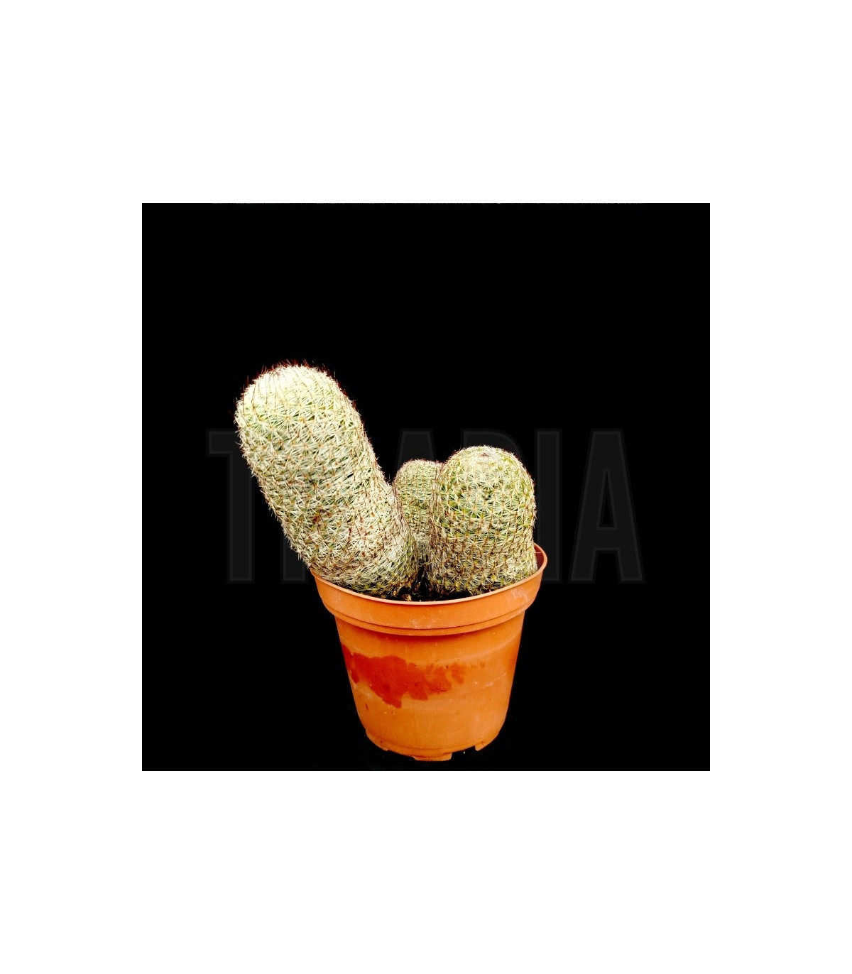 Mammillaria perbella