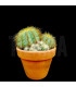 Notocactus magnificus