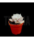 Echeveria lilacina