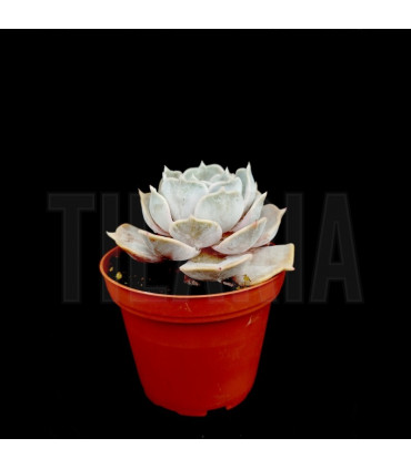 Echeveria lilacina