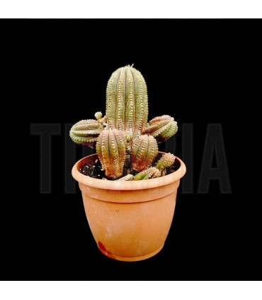 Euphorbia obesa x mammilaris