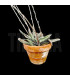 Gasteria sp.