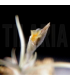 Tillandsia andicola
