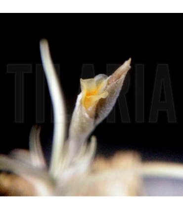 Tillandsia andicola