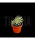 Haworthia fasciata