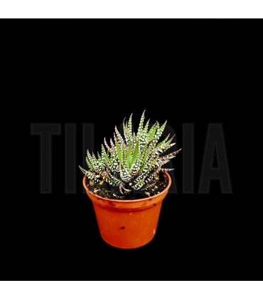Haworthia fasciata
