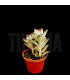 Kalanchoe tomentosa