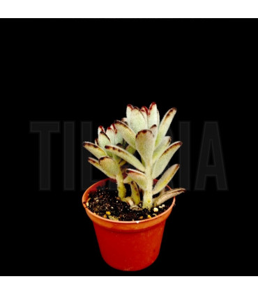 Kalanchoe tomentosa