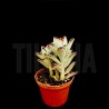 Kalanchoe tomentosa