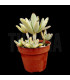 Kalanchoe tomentosa