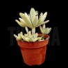 Kalanchoe tomentosa