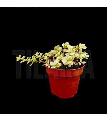 Portulacaria afra variegata
