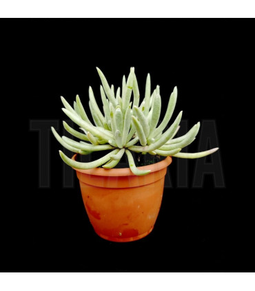 Senecio scaposus