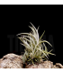 Tillandsia bermejoensis