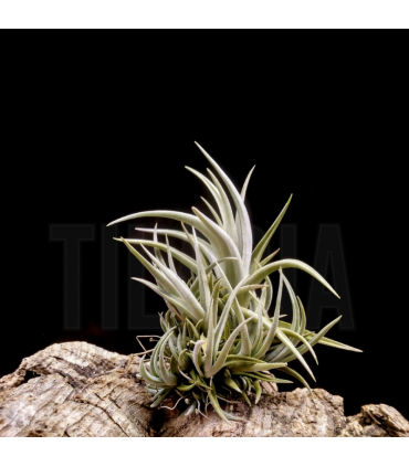 Tillandsia bermejoensis