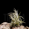 Tillandsia bermejoensis