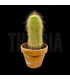 notocactus leninghausii
