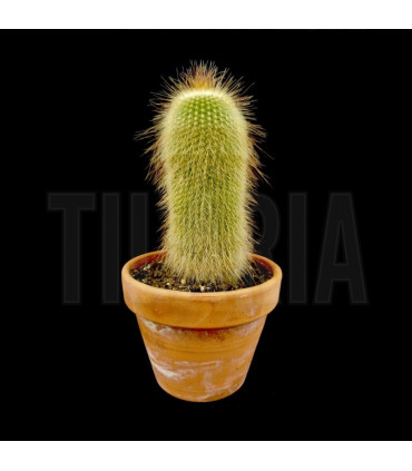 notocactus leninghausii
