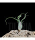 Tillandsia caput-medusae