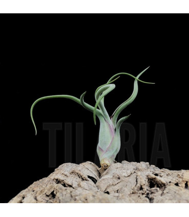 Tillandsia caput-medusae