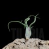 Tillandsia caput-medusae S