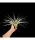Tillandsia fasciculata M