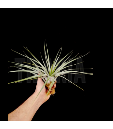 Tillandsia fasciculata M